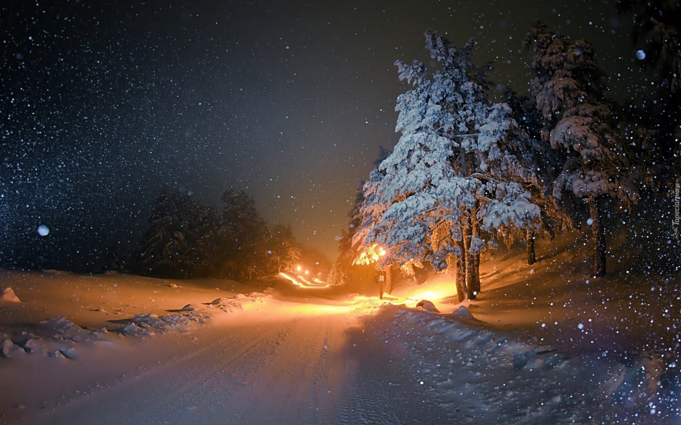 Árvore num caminho cheio de neve