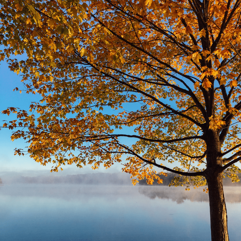 árvore na beira do lago