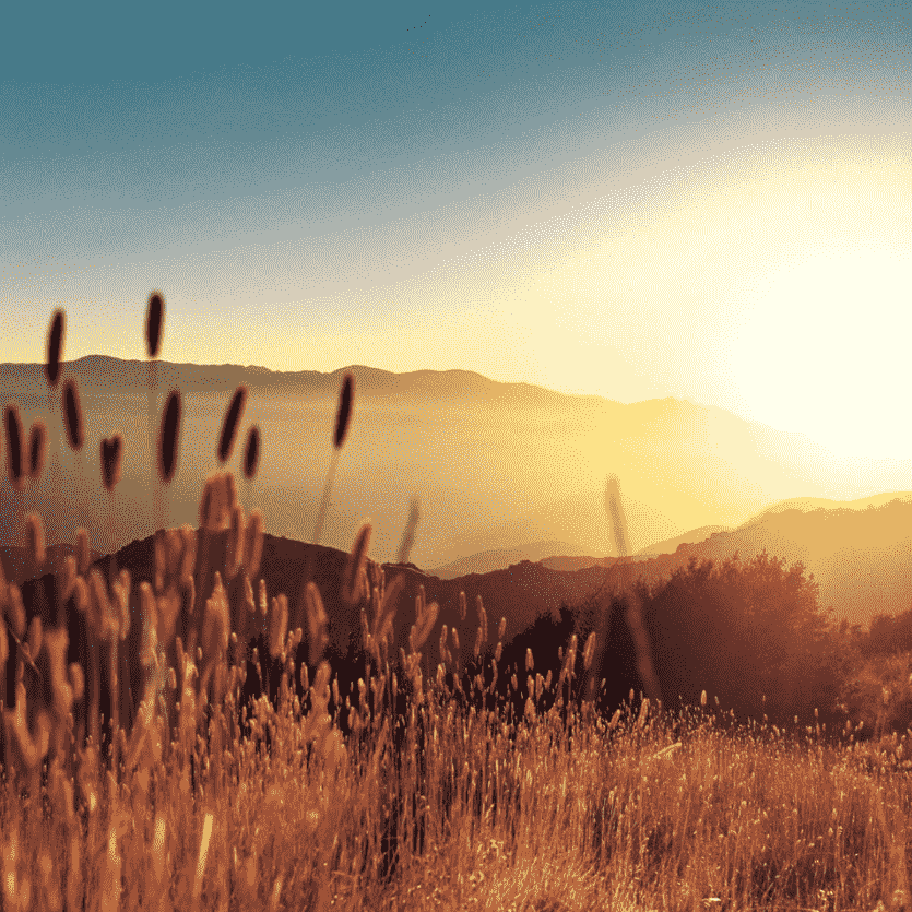Pôr-do-sol num campo de trigo