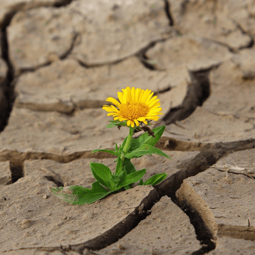 flor amarela nasce no chão seco