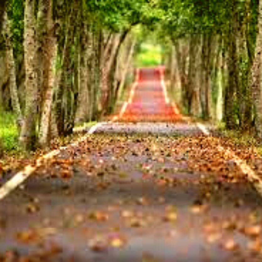 caminho asfaltado com folhas vermelhas no chão com árvores dos dois lados